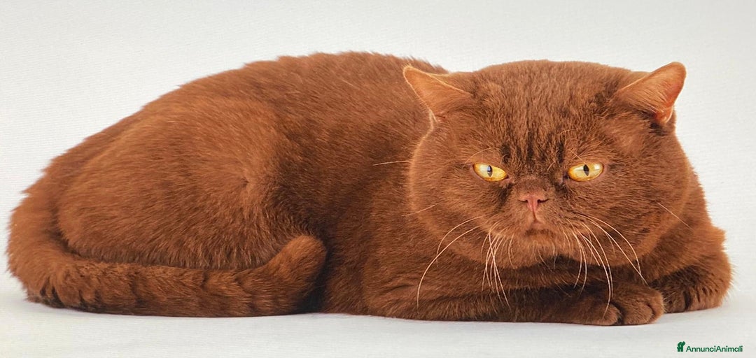 Immagine della galleria {{count}}