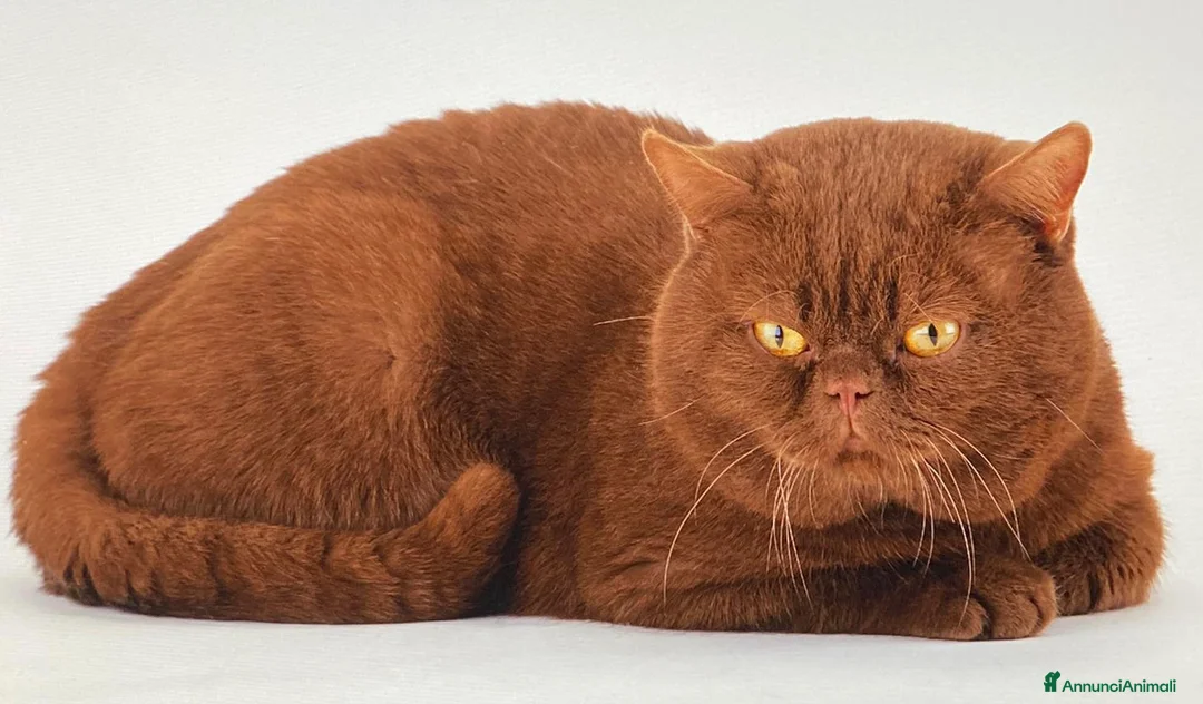 Immagine della galleria {{count}}