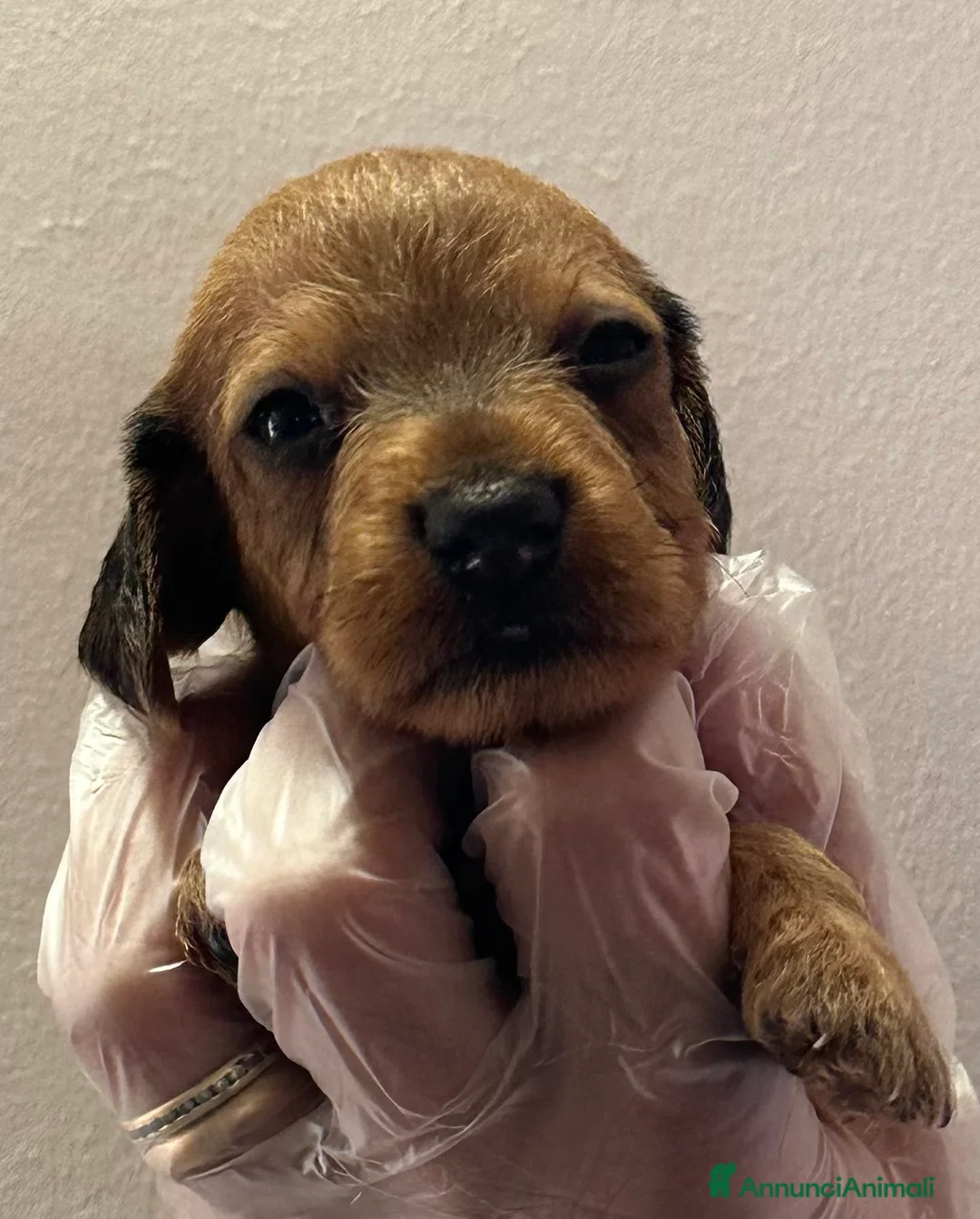 Immagine della galleria {{count}}