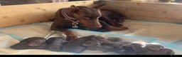 Dobermann cani in vendita: Splendidi cuccioli Doberman marrone/sfocato a Provincia di Rimini - Annuncio 4