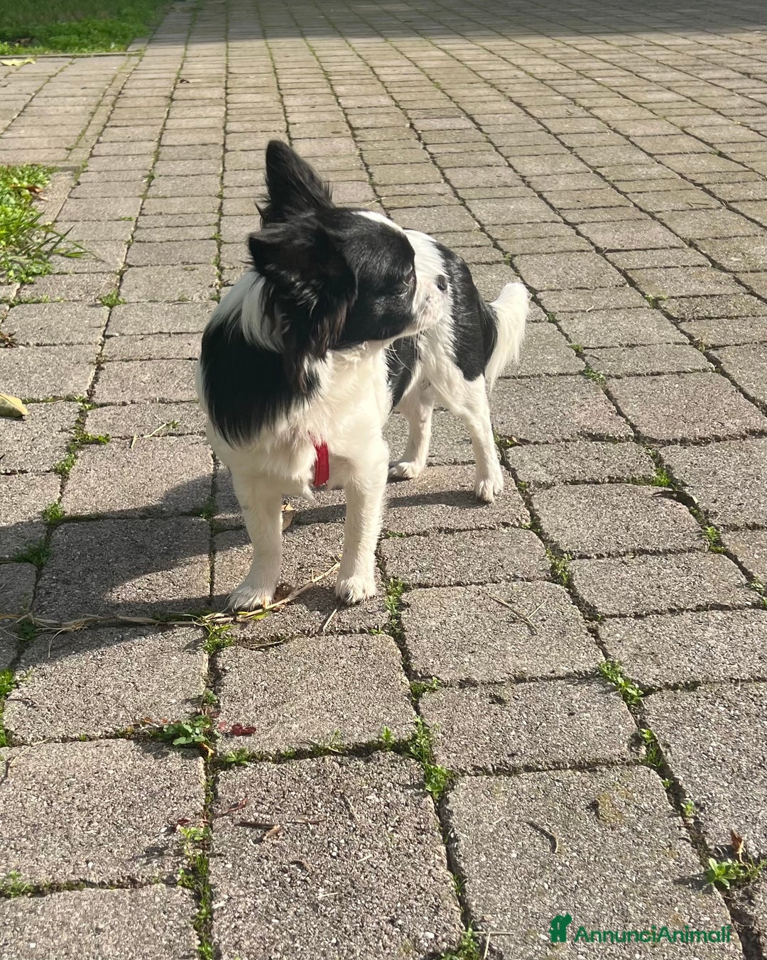 Chihuahua cani in vendita: Chihuahua femmina pedigree Enci  - Annuncio 5