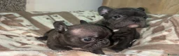 Bulldog Francese cani in vendita: baby bulldog francese  - Annuncio 6