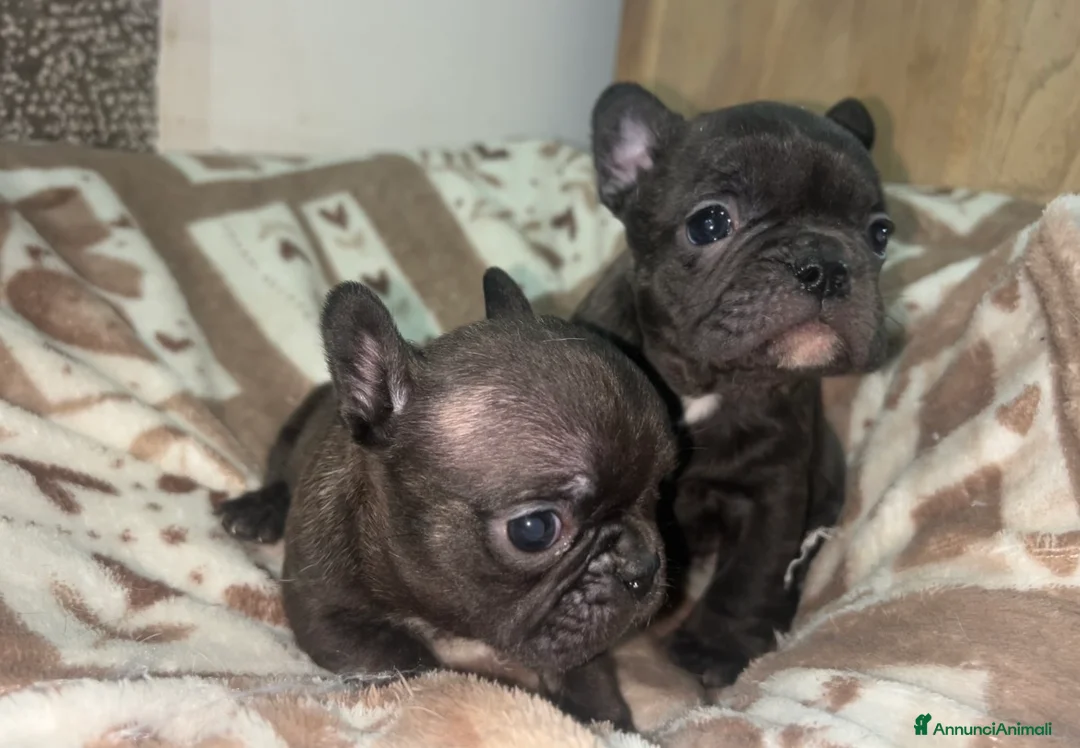 Bulldog Francese cani in vendita: baby bulldog francese  - Annuncio 6
