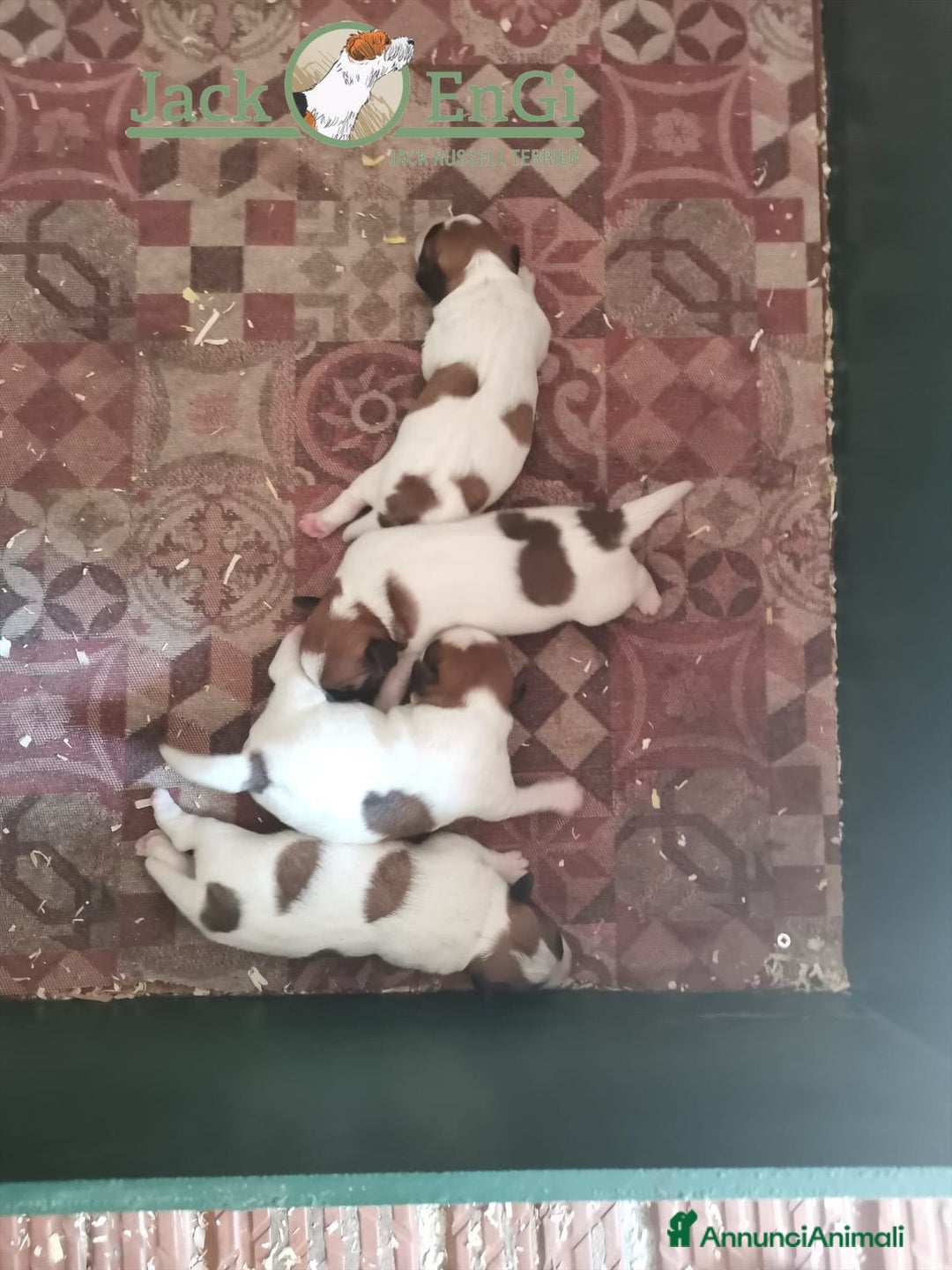 Jack Russell cani in vendita: Cuccioli di Jack Russell Terrier  - Annuncio 3