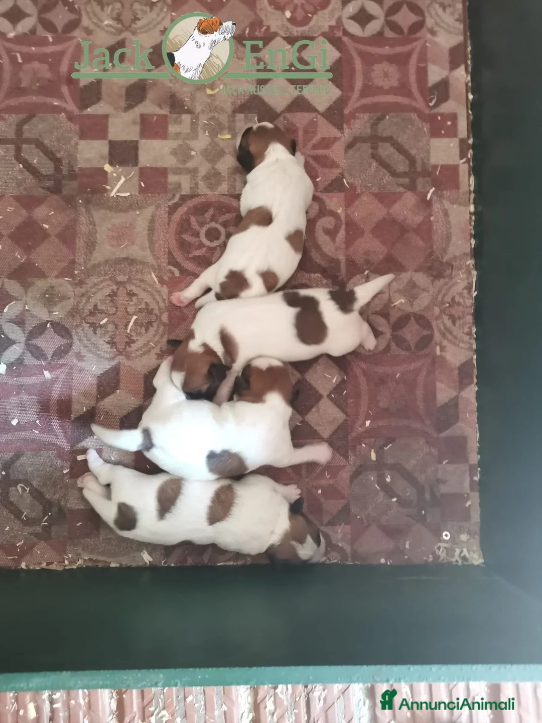 Jack Russell cani in vendita: Cuccioli di Jack Russell Terrier  - Annuncio 3