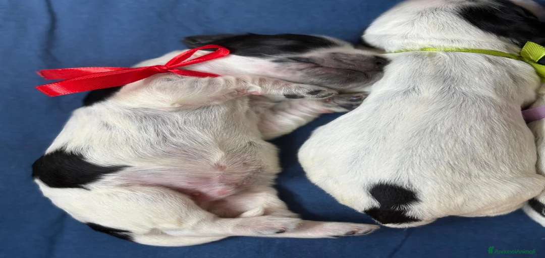 Immagine della galleria {{count}}