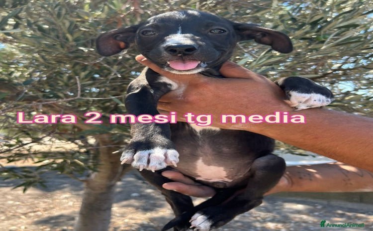 Meticcio cani a Città Metropolitana di Bologna - Annuncio 17