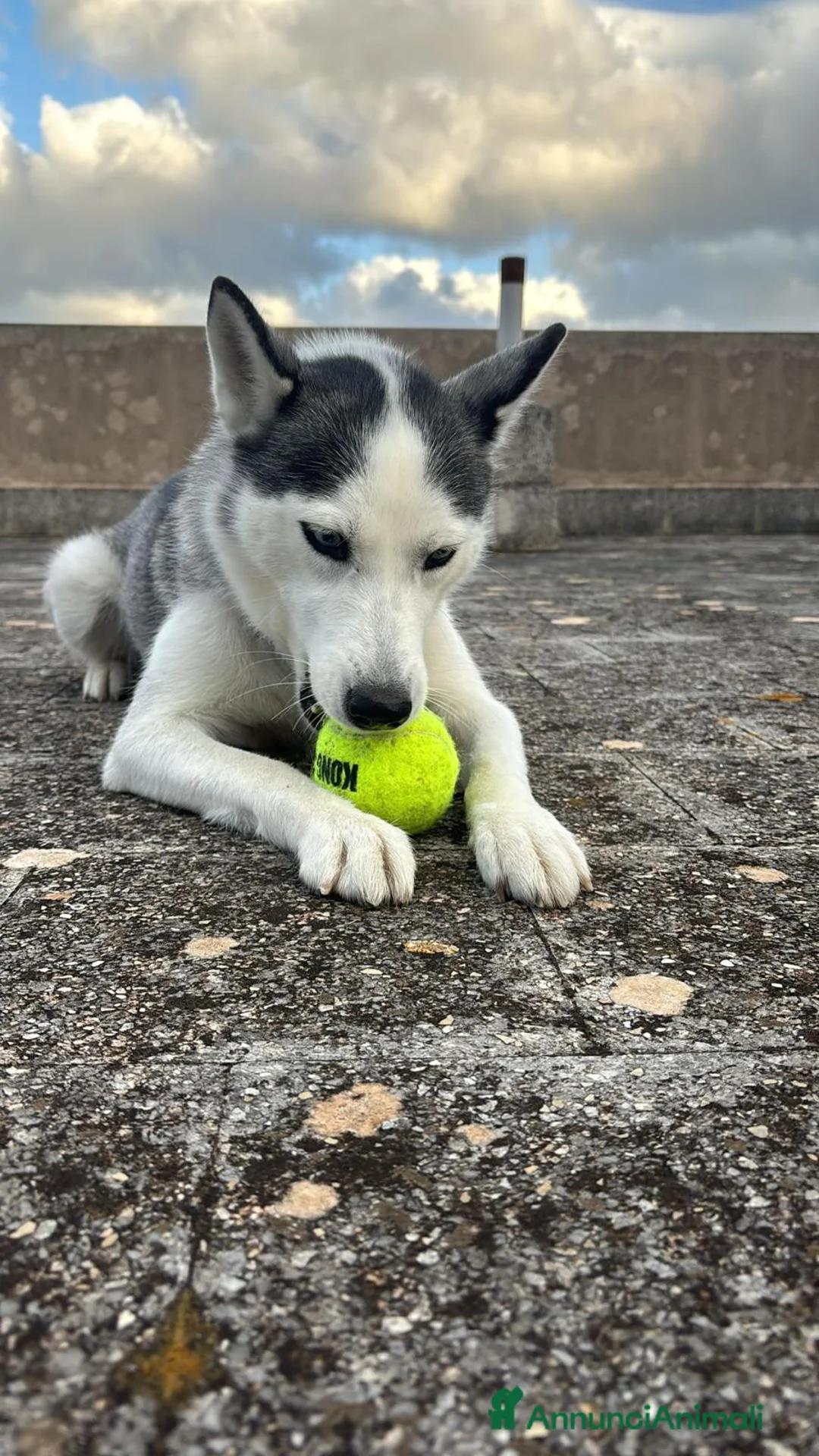 Husky cani in regalo: Adozione siberian Husky  a Città metropolitana di Messina - Annuncio 2