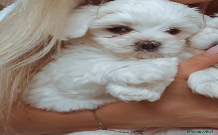 Maltese cani a Città metropolitana di Roma Capitale - Annuncio 8