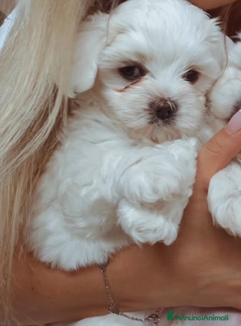 Maltese cani a Città metropolitana di Roma Capitale - Annuncio 8