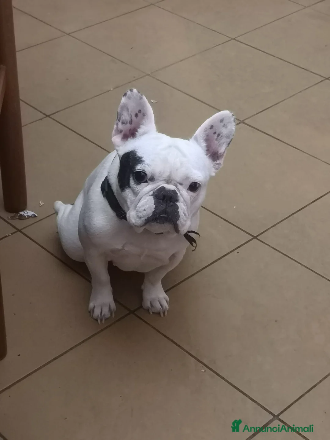 Bulldog Francese cani in vendita: Bulldog francese  a Città metropolitana di Palermo - Annuncio 2