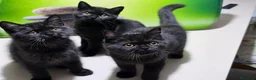 British gatti in vendita: British  Scottish  - Annuncio 18