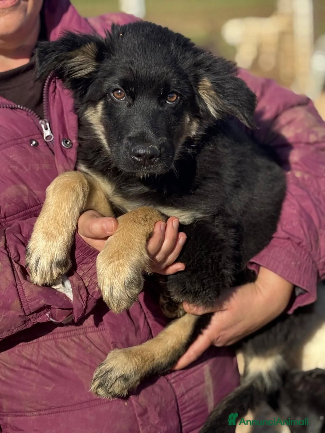 Meticcio cani in regalo: ALEX cucciolo 4 mesi mix border collie in adozione - Annuncio 3