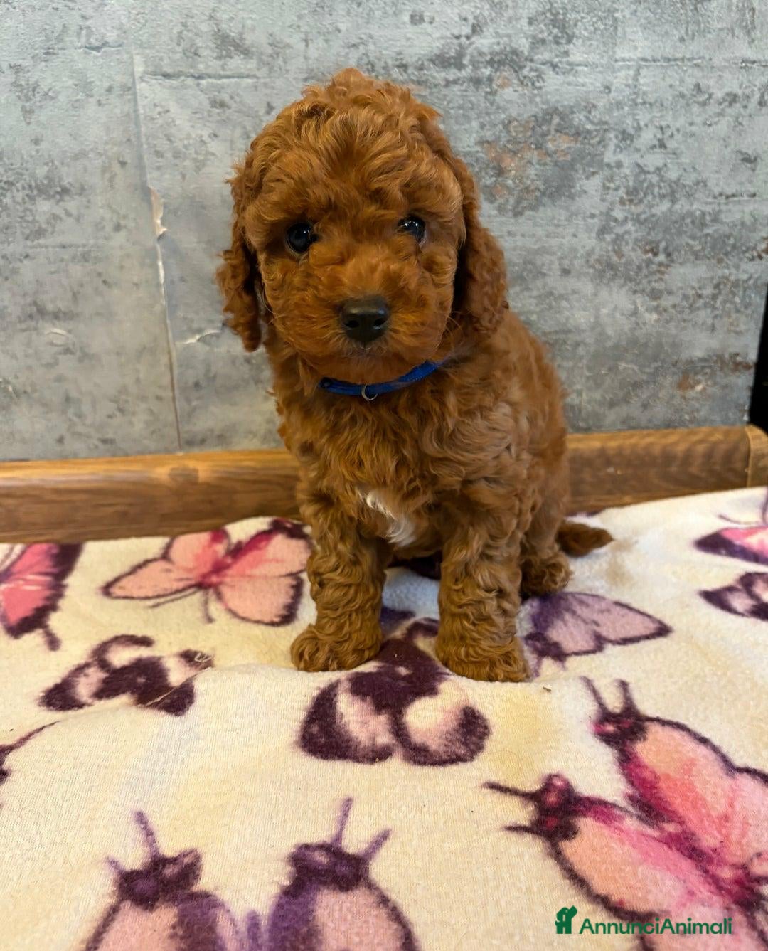 Cockapoo cani in vendita: Cuccioli di Cockapoo F2b disponibili - Annuncio 26