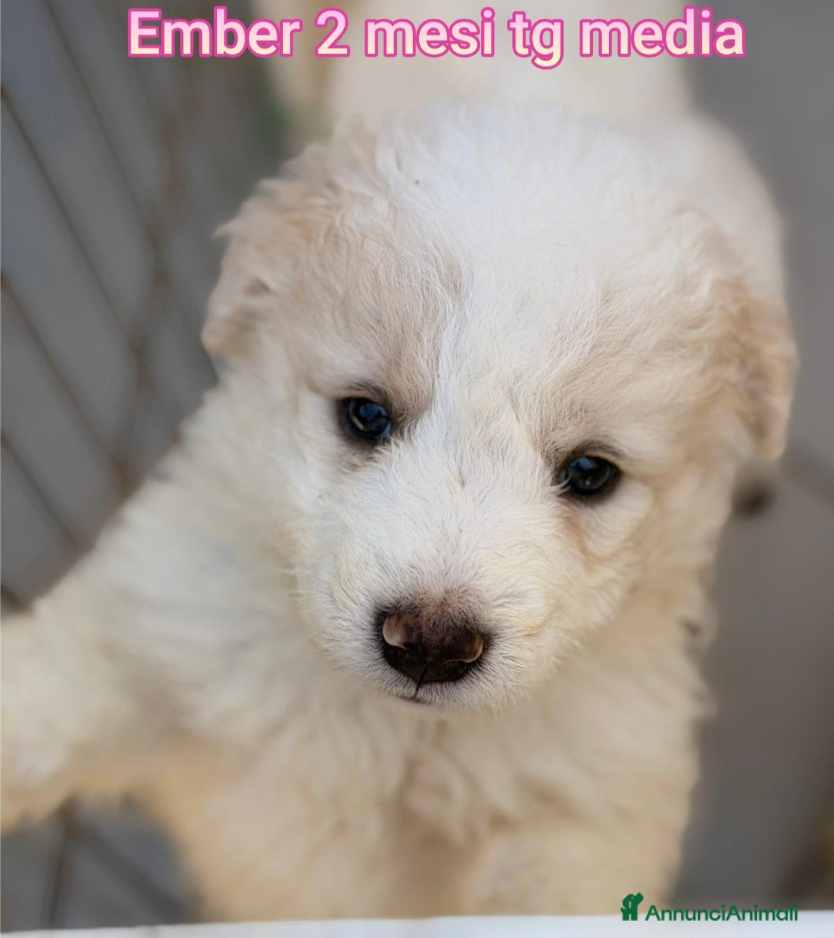 Meticcio cani CUCCIOLI IN CERCA D'AMORE  - Annuncio 16