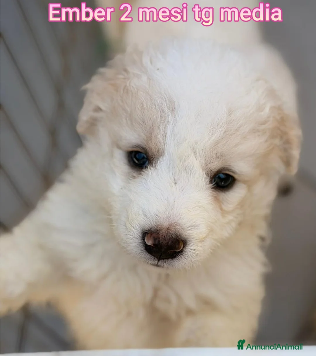 Meticcio cani in regalo: CUCCIOLI IN CERCA D'AMORE  a Provincia di Prato - Annuncio 1