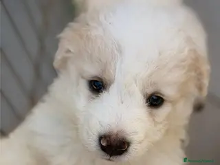 Meticcio cani CUCCIOLI IN CERCA D'AMORE - Annuncio 16