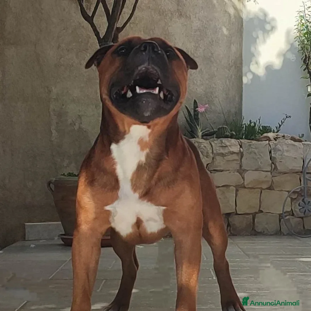 Immagine della galleria {{count}}