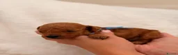 Barboncino Toy cani in vendita: Barboncini Toy di linea asiatica disponibili - Annuncio 7