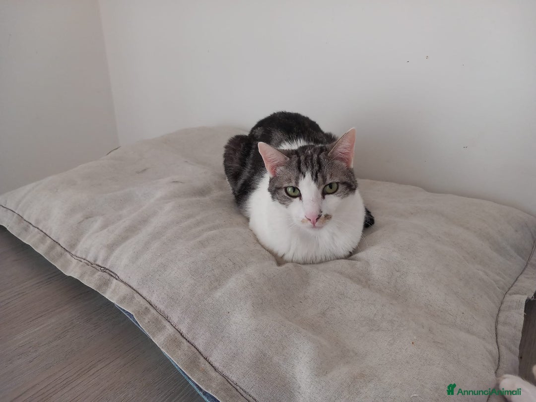 Europeo gatti in regalo: MIELE, affettuoso micio in adozione! - Annuncio 5