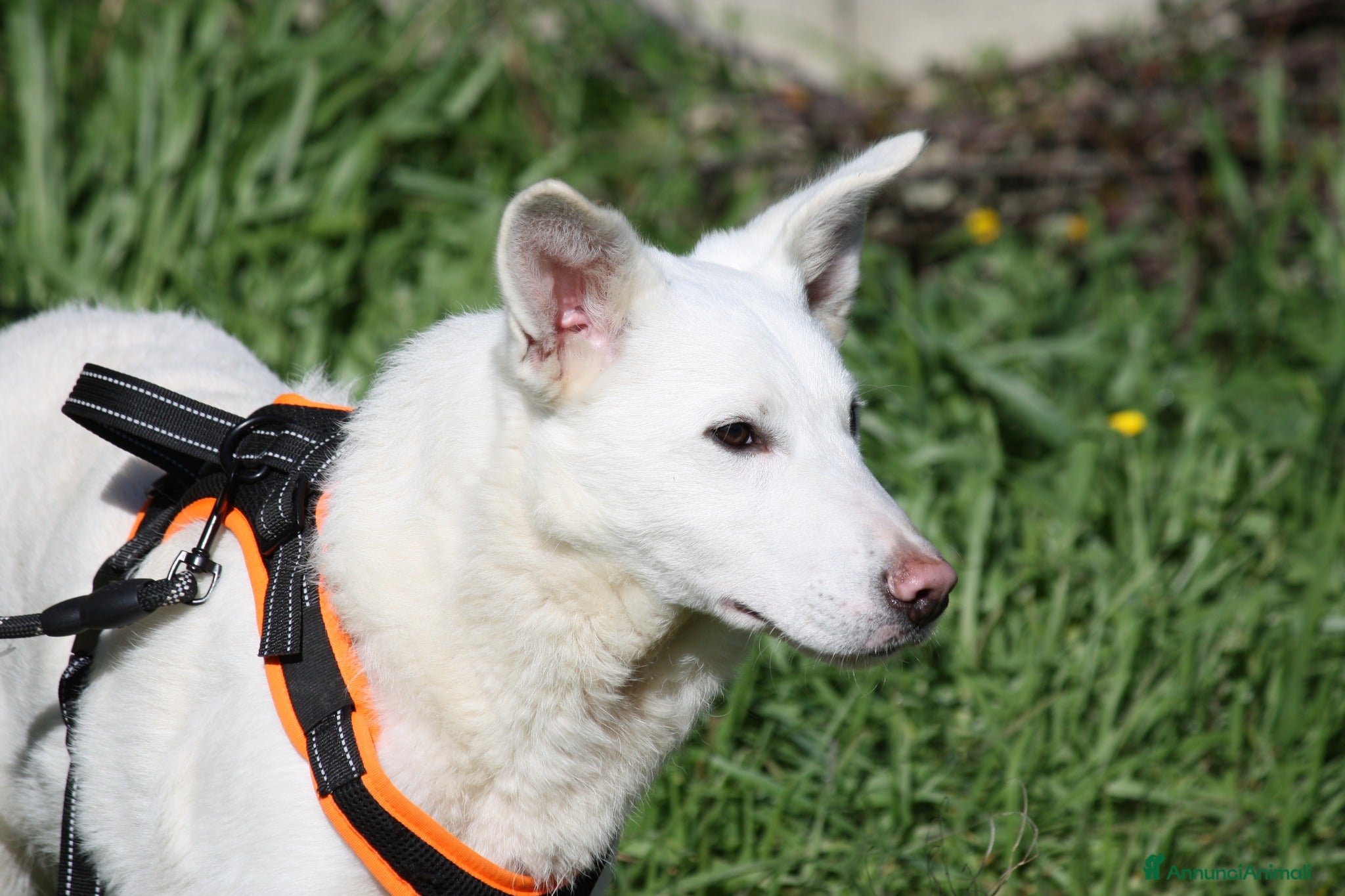 Meticcio cani Cucciolo mix pastore svizzero in adozione  - Annuncio 1