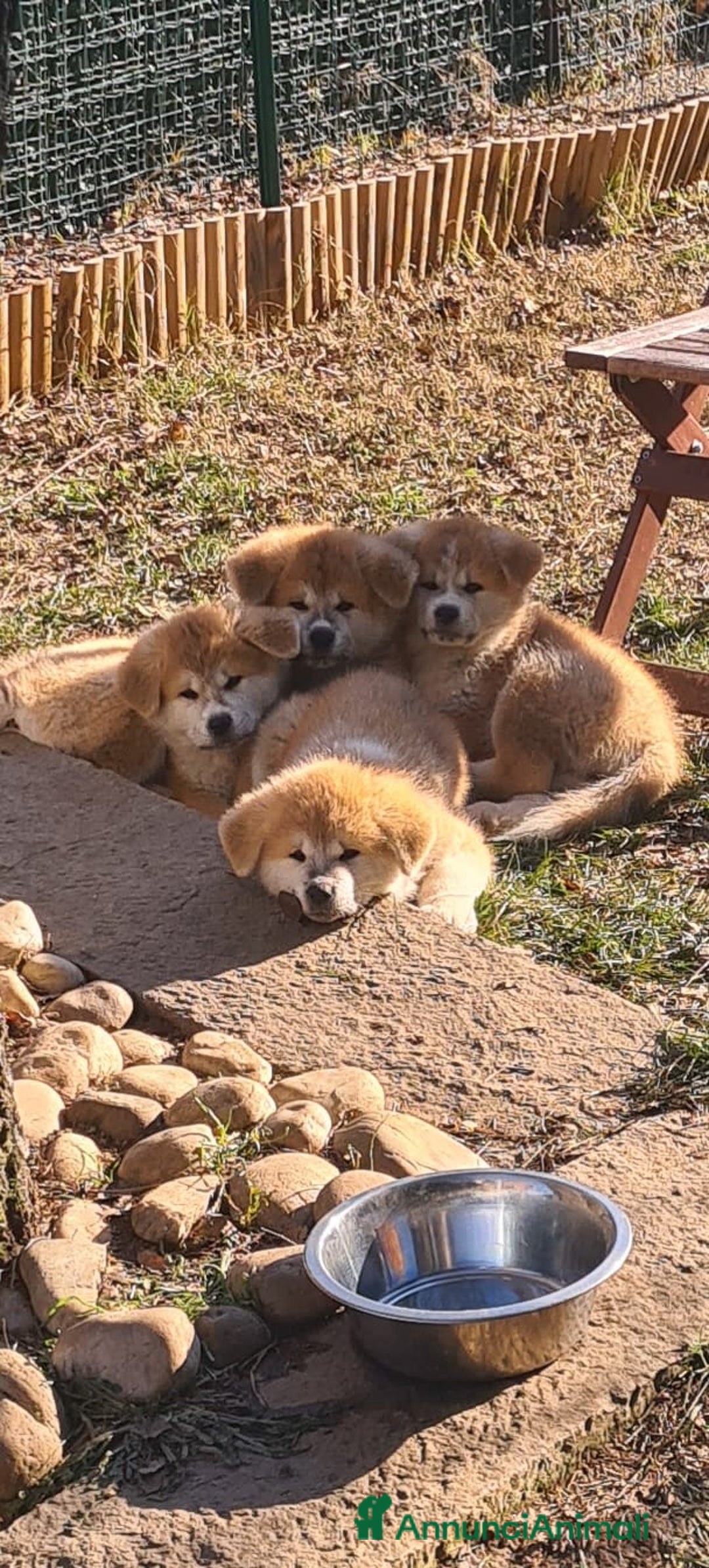 Akita Inu cani in vendita: Cuccioli di AKITA LOMBARDIA  - Annuncio 19