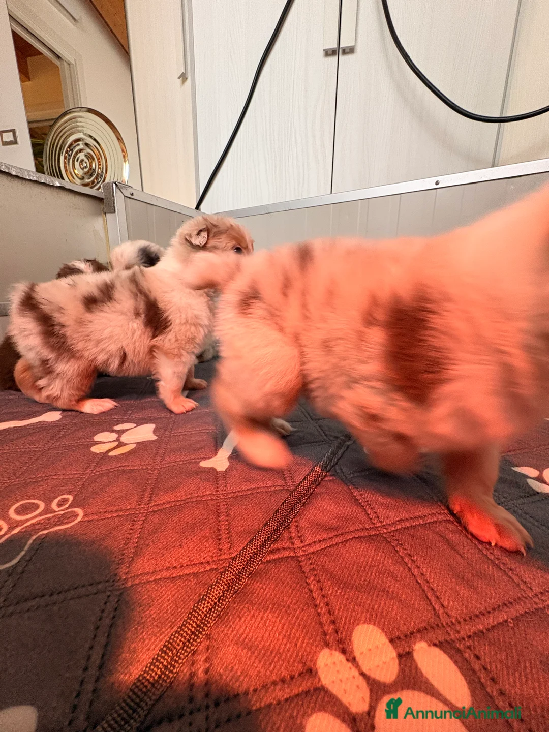 Australian Shepherd cani in vendita: Pastore australiano con pedigree - Annuncio 14