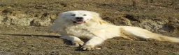 Pastore Maremmano cani in vendita: Spettacolari cuccioli di Pastore Abruzzese  - Annuncio 1