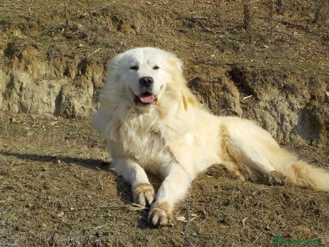 Pastore Maremmano cani in vendita: Spettacolari cuccioli di Pastore Abruzzese  - Annuncio 1