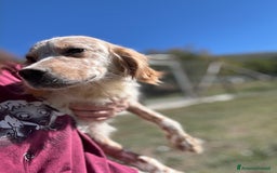 Setter Inglese cani in regalo: Spritz cucciolone similSetter socievole - Immagine 2