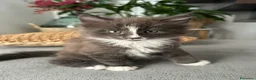 Maine Coon gatti in vendita: Vendita cuccioli Maine Coon con pedigree ANFI a Città metropolitana di Milano - Annuncio 6