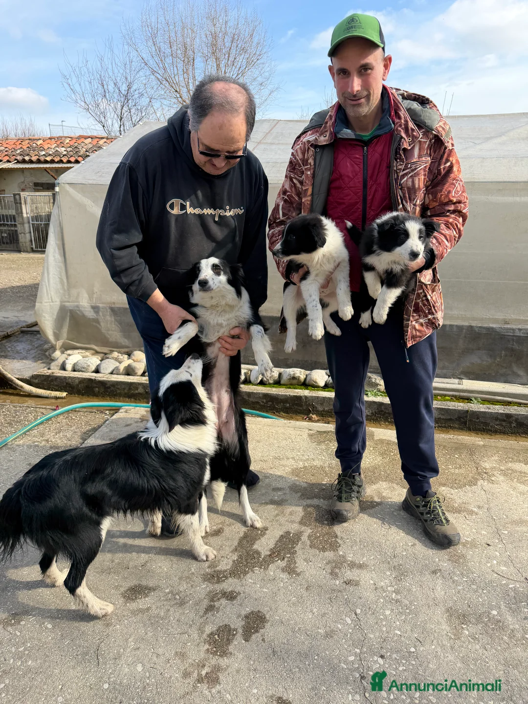 Border Collie cani in vendita: Cuccioli di Border Collie  - Annuncio 2