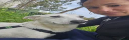 Meticcio cani in regalo: Oipe: docile e socievole. Taglia contenuta  - Annuncio 3