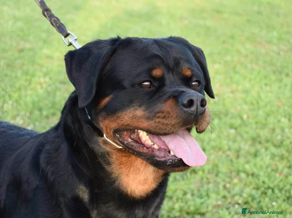 Rottweiler cani Cuccioli rottweiler  - Annuncio 1