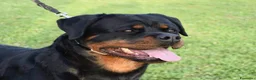 Rottweiler cani in vendita: Cuccioli rottweiler  - Annuncio 1