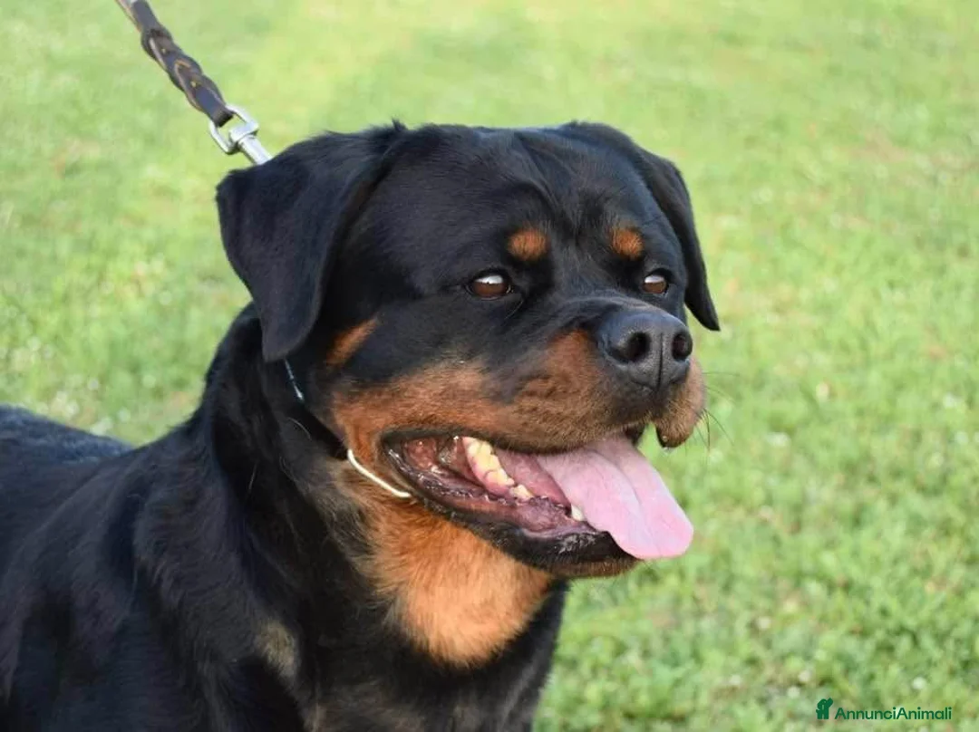 Rottweiler cani in vendita: Cuccioli rottweiler  - Annuncio 1