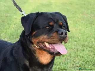 Rottweiler cani Cuccioli rottweiler - Annuncio 4