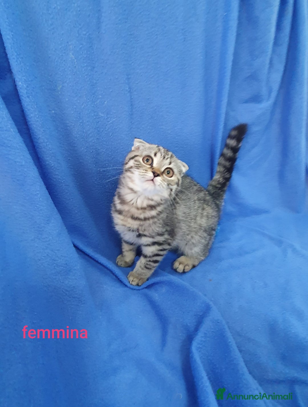 Scottish gatti in vendita: Scottish fold e straight  a Provincia di Frosinone - Immagine 3
