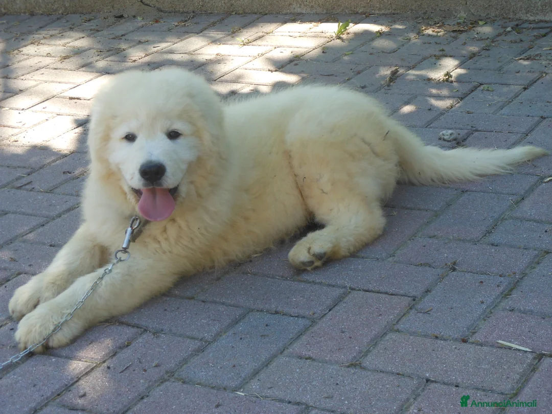Pastore Maremmano cani in vendita: cuccioli di pastore Abruzzese  - Annuncio 6