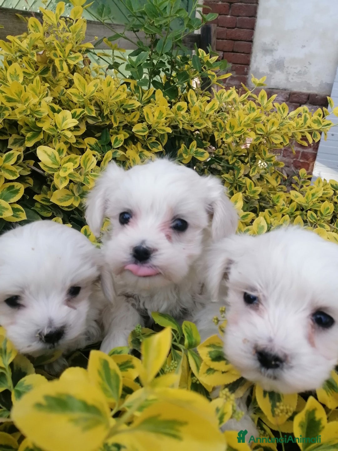 Maltese cani in vendita: CUCCIOLI MALTESI - Annuncio 2