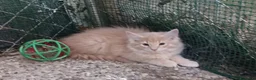 Norvegese gatti in vendita: Cucciolata di Norvegese delle Foreste - Annuncio 5