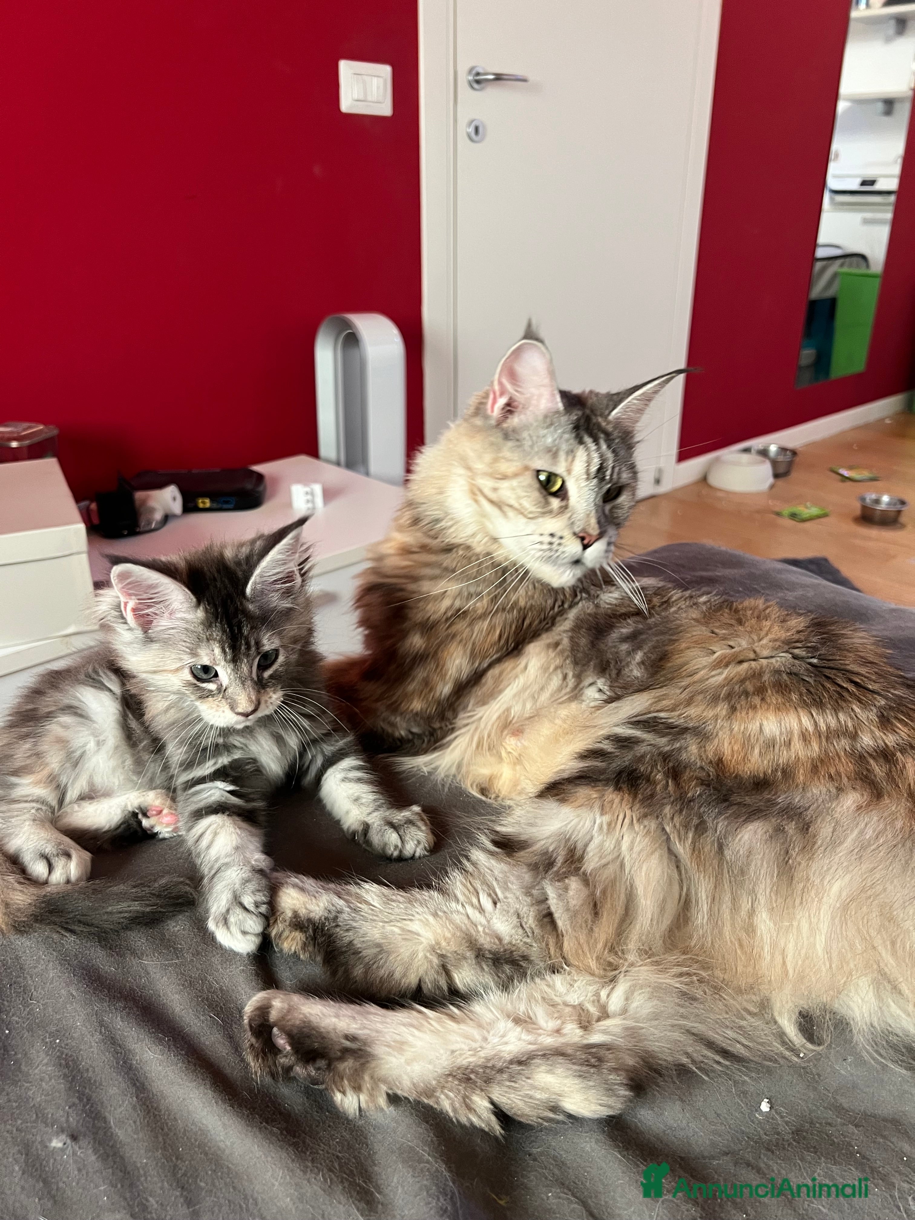 Maine Coon gatti vendo 3 MAINE COON DI CUCCIOLATA DI 8 - Annuncio 1