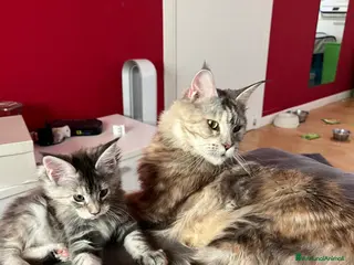 Maine Coon gatti vendo 3 MAINE COON DI CUCCIOLATA DI 8 - Annuncio 28