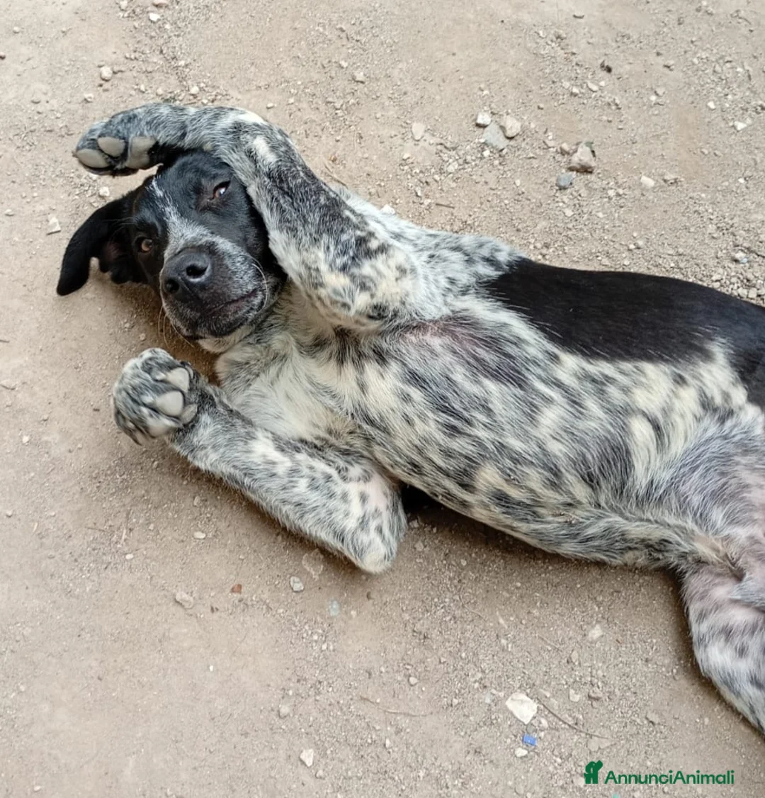 Meticcio cani in regalo: YUKI ASPETTA UNA MAMMA  a Provincia di Varese - Annuncio 8