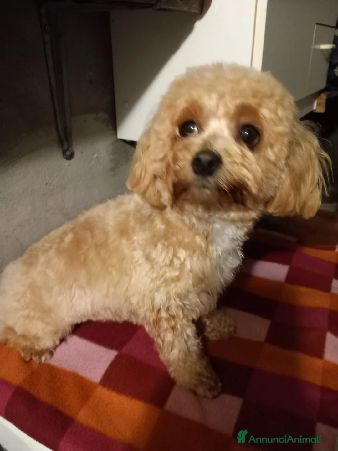 Maltipoo cani in vendita: Maltipo  - Annuncio 1
