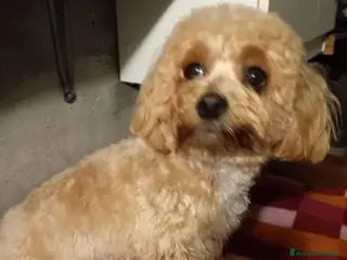 Maltipoo cani Maltipo - Annuncio 9