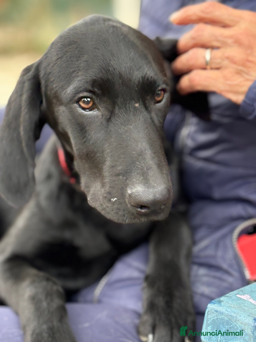Altre razze cani in regalo: Alex e Susy cuccioli di 5 e 10 mesi cercano casa - Annuncio 6