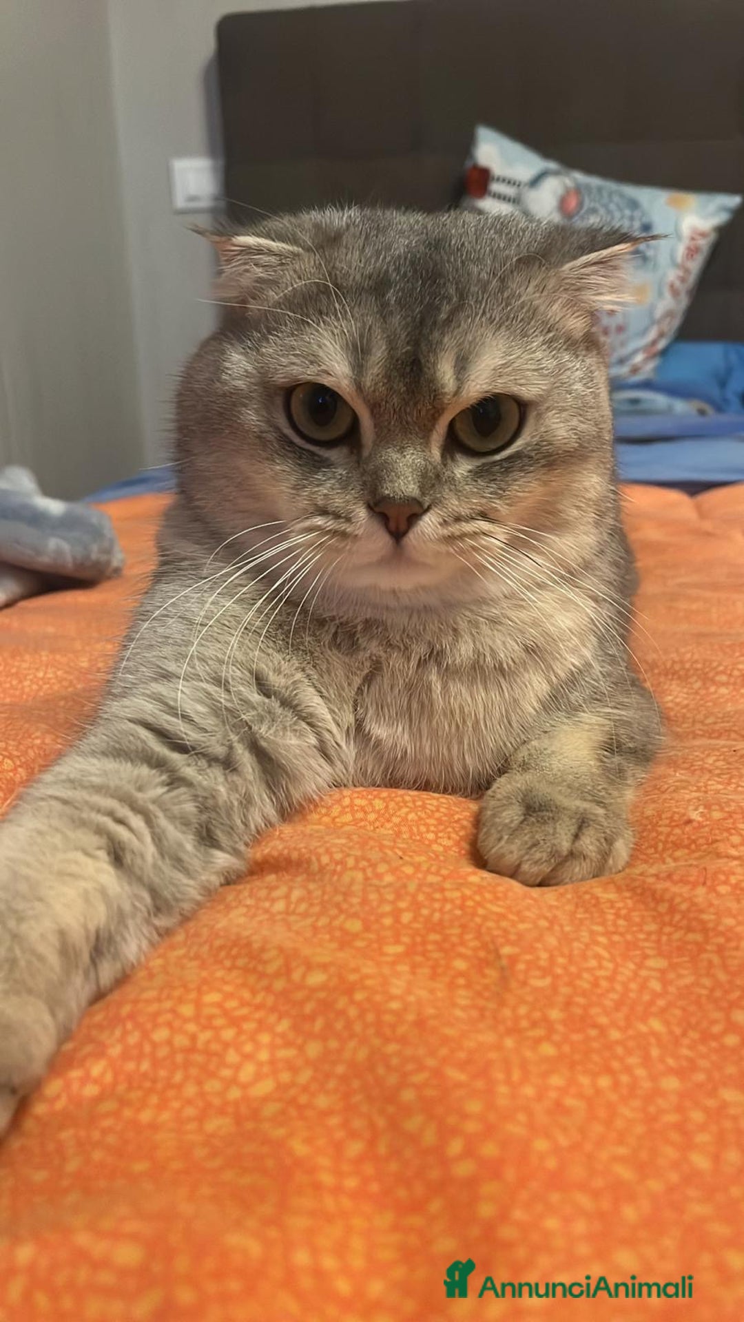 Scottish gatti in vendita: cuccioli SOTTISH FOLD - Annuncio 9