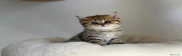 Scottish gatti in vendita: Scottish fold&straihgt - Annuncio 6