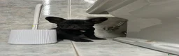 Bulldog Francese cani in vendita: bulldog francese nero tigrato  - Annuncio 3